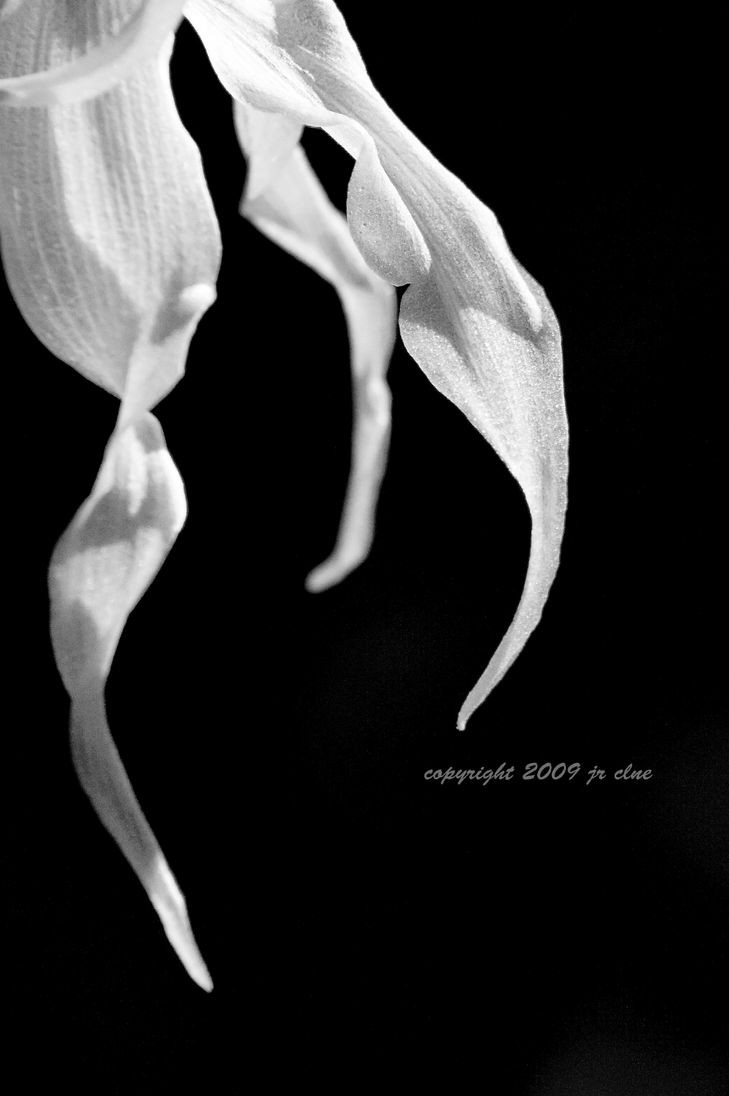 white orchid wallpaper white orchid wallpaper poster of slash