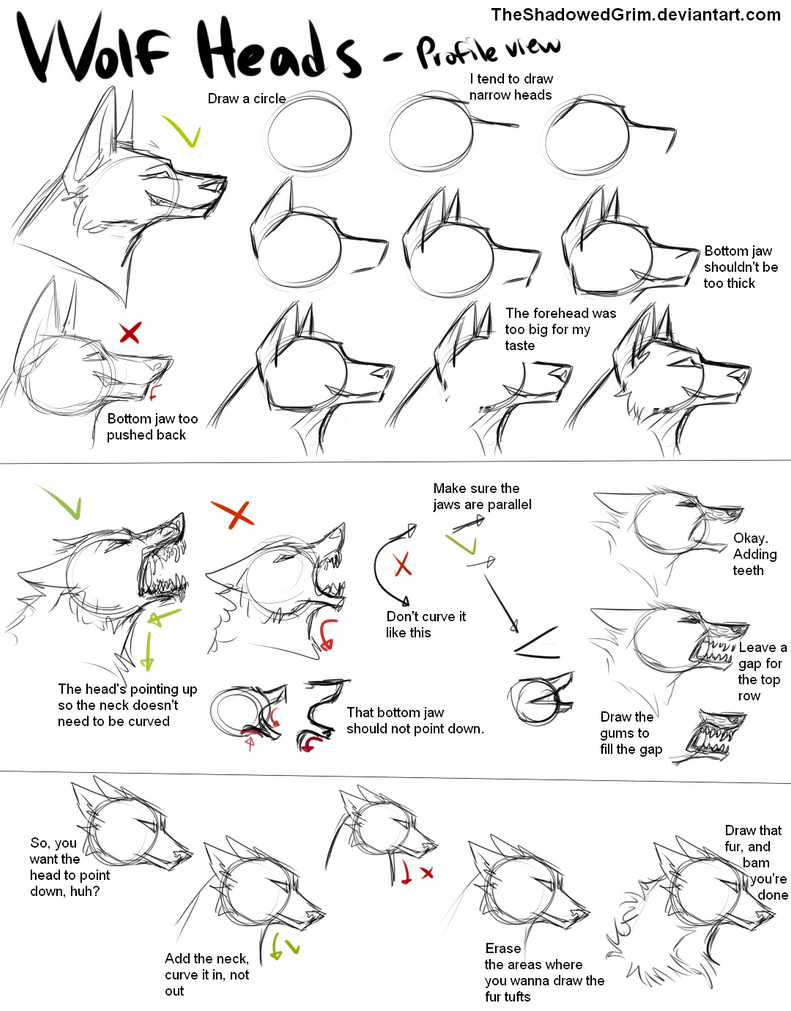 http://th03.deviantart.net/fs70/PRE/f/2013/258/a/7/how_i_draw_wolf_heads_by_theshadowedgrim-d6mewyb.png
