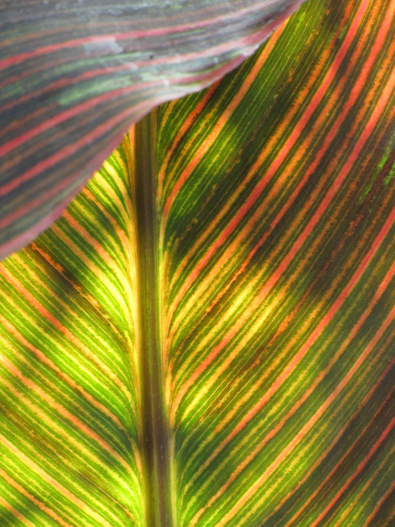 Flowers Colorful Giant Leaf wallpaper