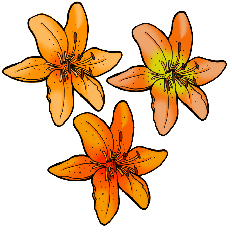 tiger lily clipart - photo #33