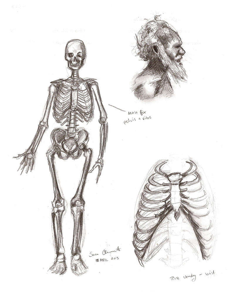 Male Anatomy: Skeleton by TabathaZee on DeviantArt