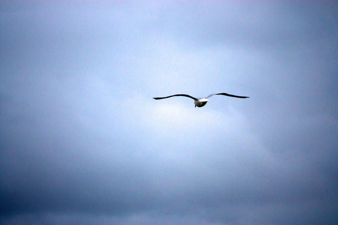 Bird in the sky... by Hortario