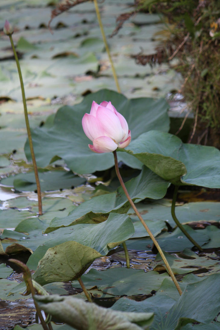 lotus Flower 9741 by fastock