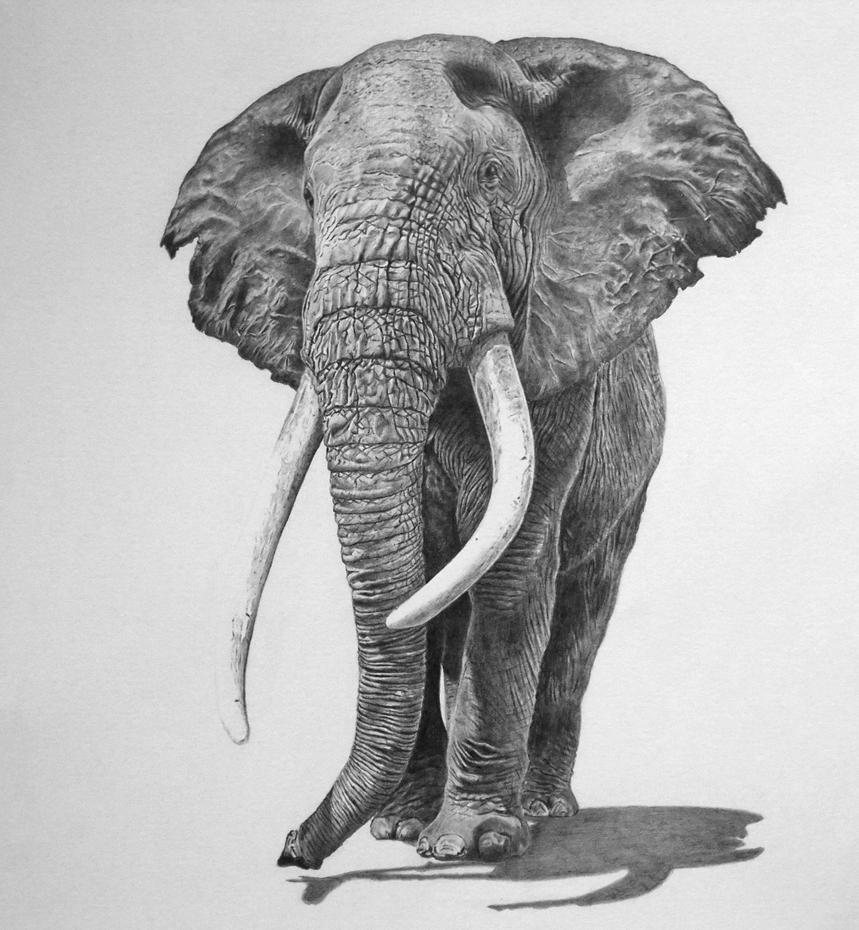 Bull Elephant by mickoc on DeviantArt