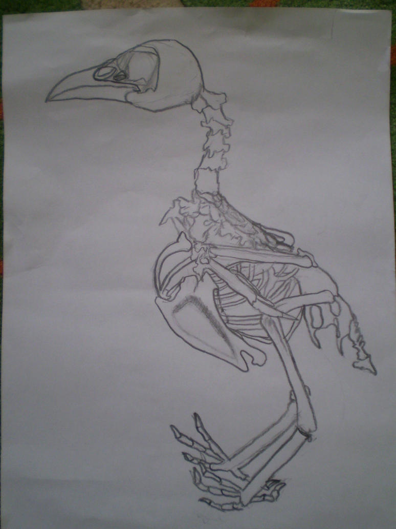 [Obrázek: birds___jay___skeletion_by_blueathombomb-d5q90dn.jpg]